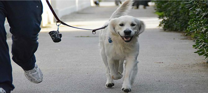 Doveri, e piaceri, per chi ha un cane