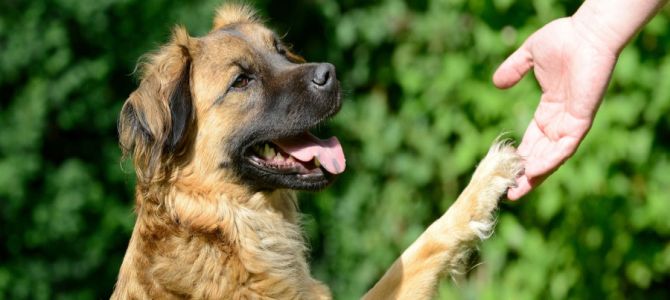 Relazione cane-uomo: se ne parla a Mori