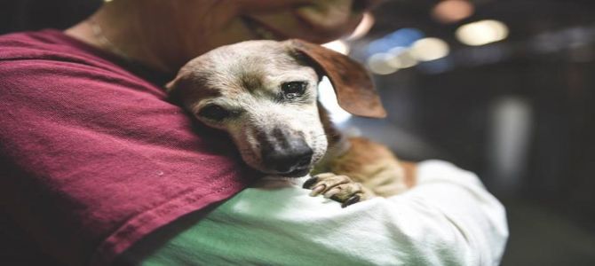 Muneca, il riscatto per un’anziana e cieca cagnolina