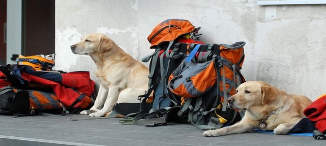 Pam dona cibo ai cani delle unità cinofile