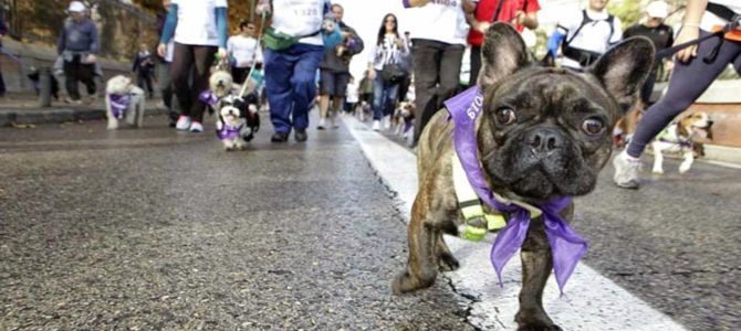 Maratona con il cane contro la crudeltà sugli animali