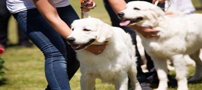 perugia pet village