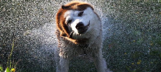 Passeggiate col cane anche quando piove? Certo che sì!