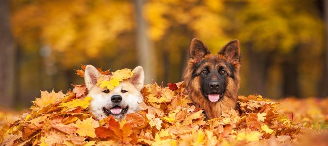 A scuola di convivenza tra cane, padrone e società