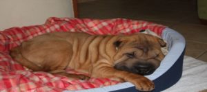 shar pei