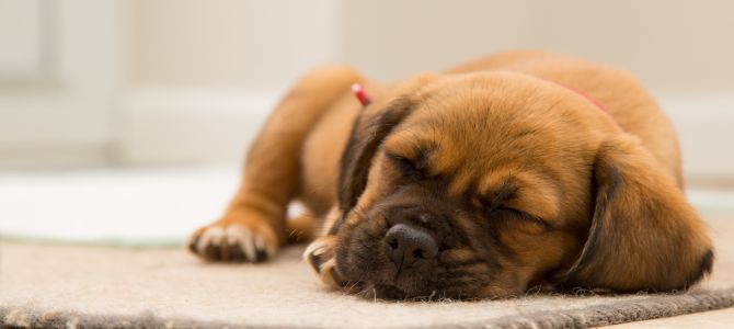 sogni