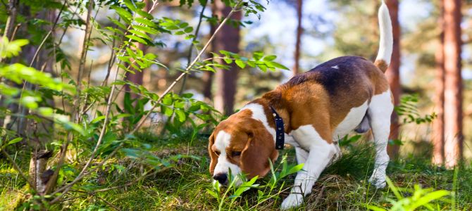 Per i cani il tempo passa dal naso