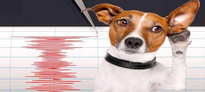 Terremoto: come rassicurare Fido