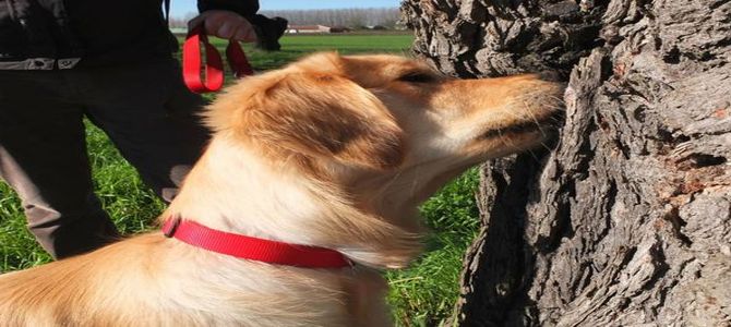 Teseo, osmodog alla ricerca di un coleottero