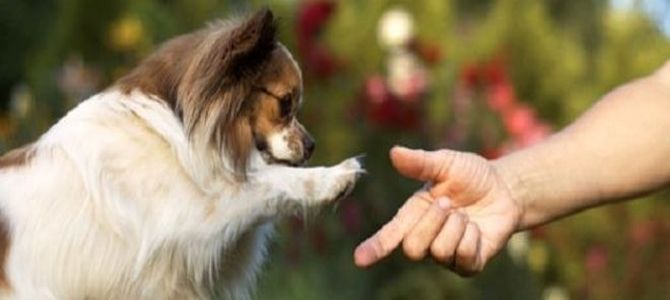 Come lasciare i propri beni a Fido