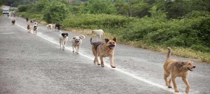 Mai più cani abbandonati a Torino