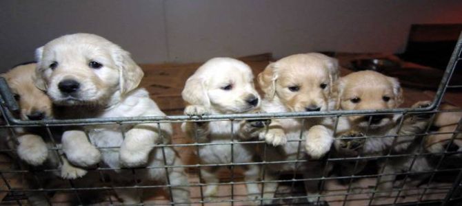A Lodi processo per traffico di cuccioli di cani