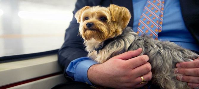 In treno con Fido? Si può!