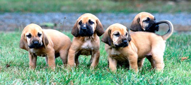 Villa Sant’Uberto, centro cinofilo per il benessere e la cura del cane