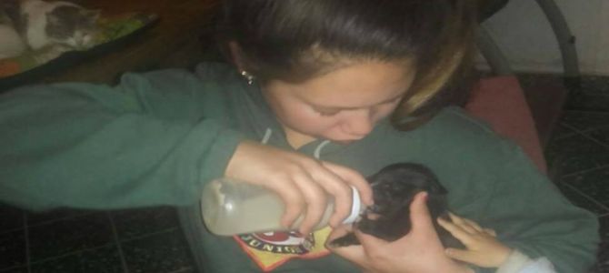 Una ragazzina da sola salva 100 cani dall’abbandono