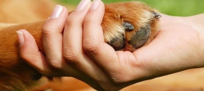 Pet Therapy 1