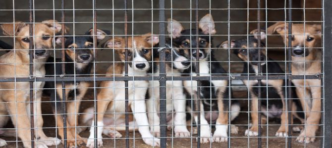 Domenica a Porto Recanati è Festa del Cane