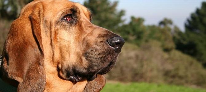 Razze di cani: chi abbaia di più?