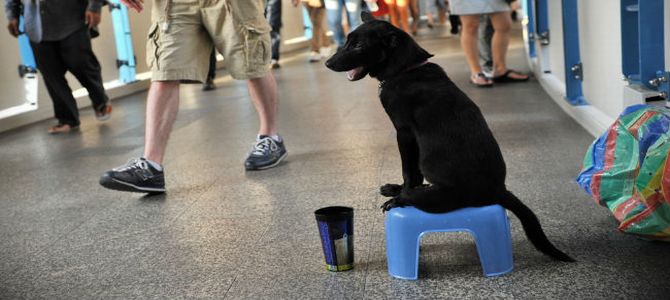 A Verona niente più cani a chiedere l’elemosina