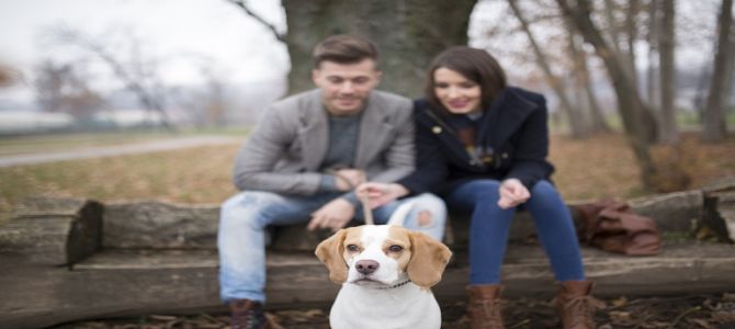 Nell’affido congiunto anche le spese per il cane