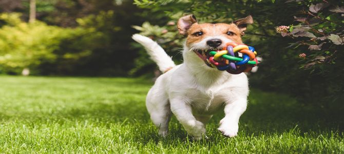 Patrimonio genetico dei cani modificato dall’agricoltura