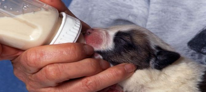 A Vieste, corso di allattamento cuccioli