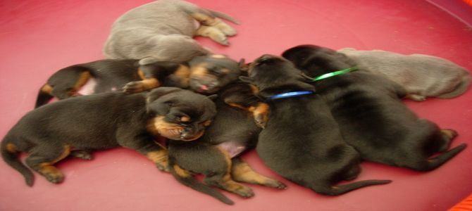 Cinque cuccioli in cerca di una balia