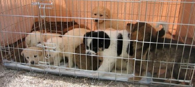 cuccioli