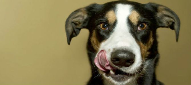Perché il cane mangia le sue feci?