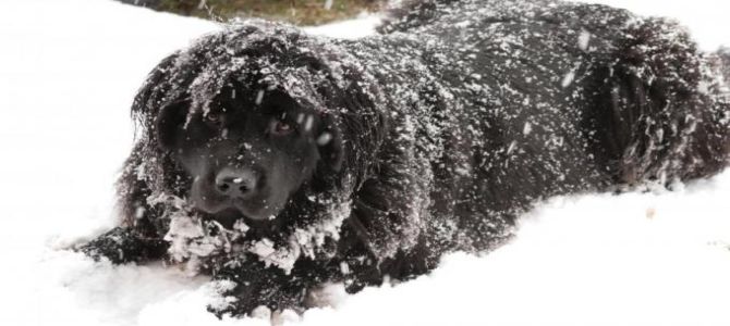 I cani soffrono il freddo?
