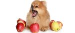 frutta