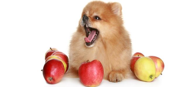 Frutta e verdura ai cani? Il veterinario dice sì