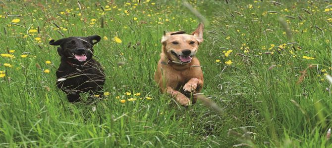 A Loano presto una nuova area cani