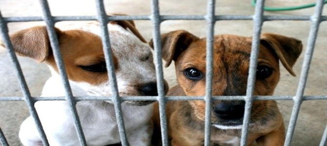 Undici cani sequestrati al padrone per maltrattamenti