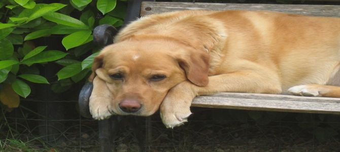 Uccide il suo cane, condannato ai servizi sociali