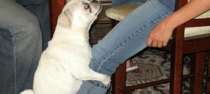 Il cane monta la gamba? Non è un atto sessuale