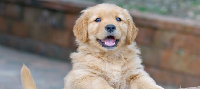 A Milano, corso per padroni di cani