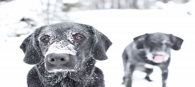 Cucce calde per i cani randagi