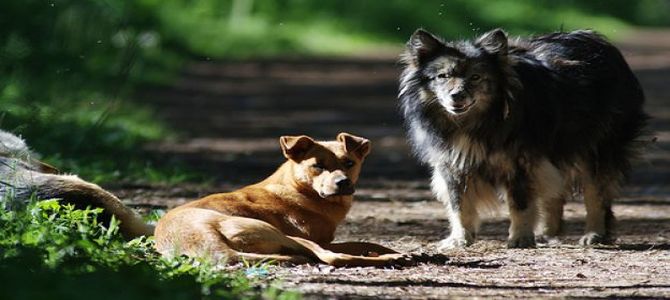 Niente tassa sui cani non  sterilizzati