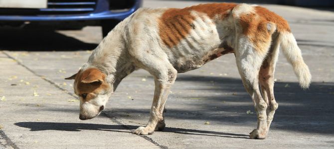 A Partanna, niente cibo ai cani randagi