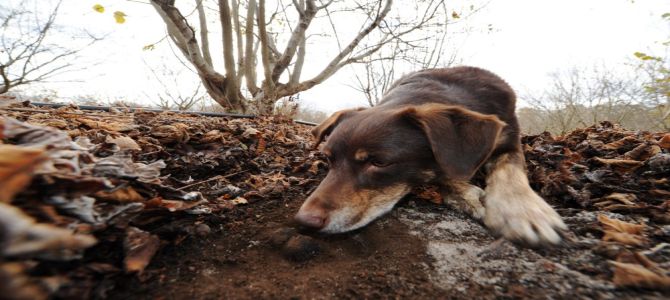 Rapiti sei pregiati cani da caccia e da tartufo