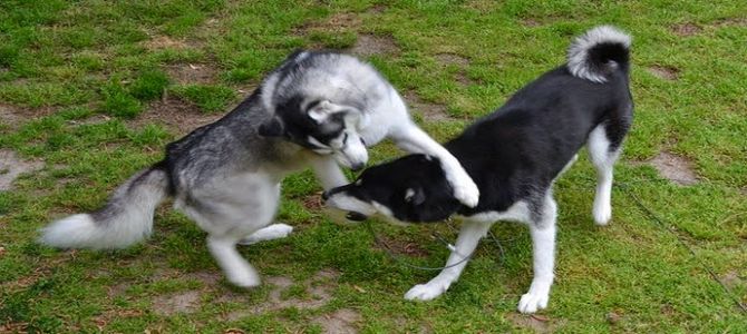 Rissa tra cani, multato padrone