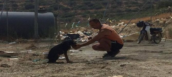 Takis, l’angelo custode dei cani greci