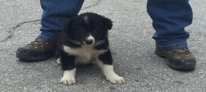 Cucciolo salvato dal terremoto diventerà cane da soccorso