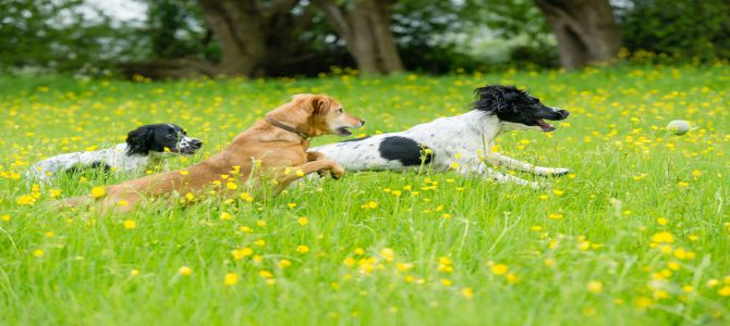 Nuova area cani a Tirano