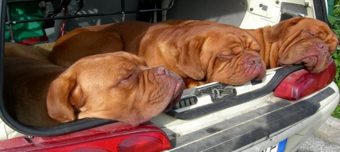 trip for dog