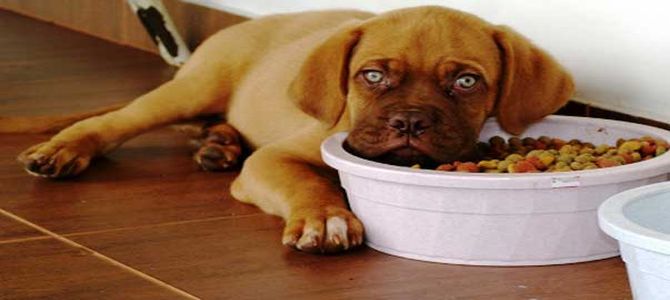 Alimentazione del cane: quale quella migliore?