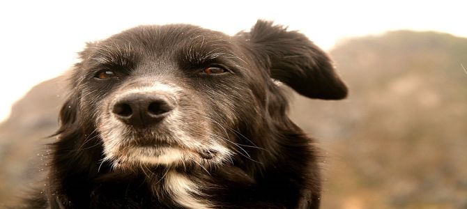 In aumento le adozioni di cani anziani