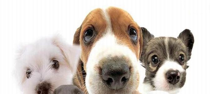 Ad Aosta si promuovono le adozioni di cani e gatti dal canile