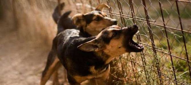 Cani disturbatori sequestrati alla padrona